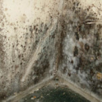 signs of mold Alpine CA